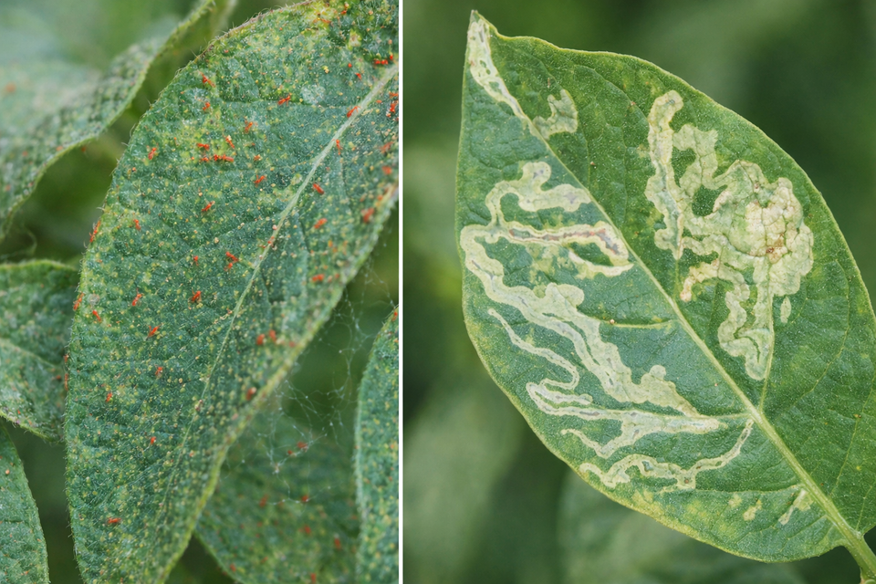 How to Control Mites and Leafminers on Ornamental Plants
